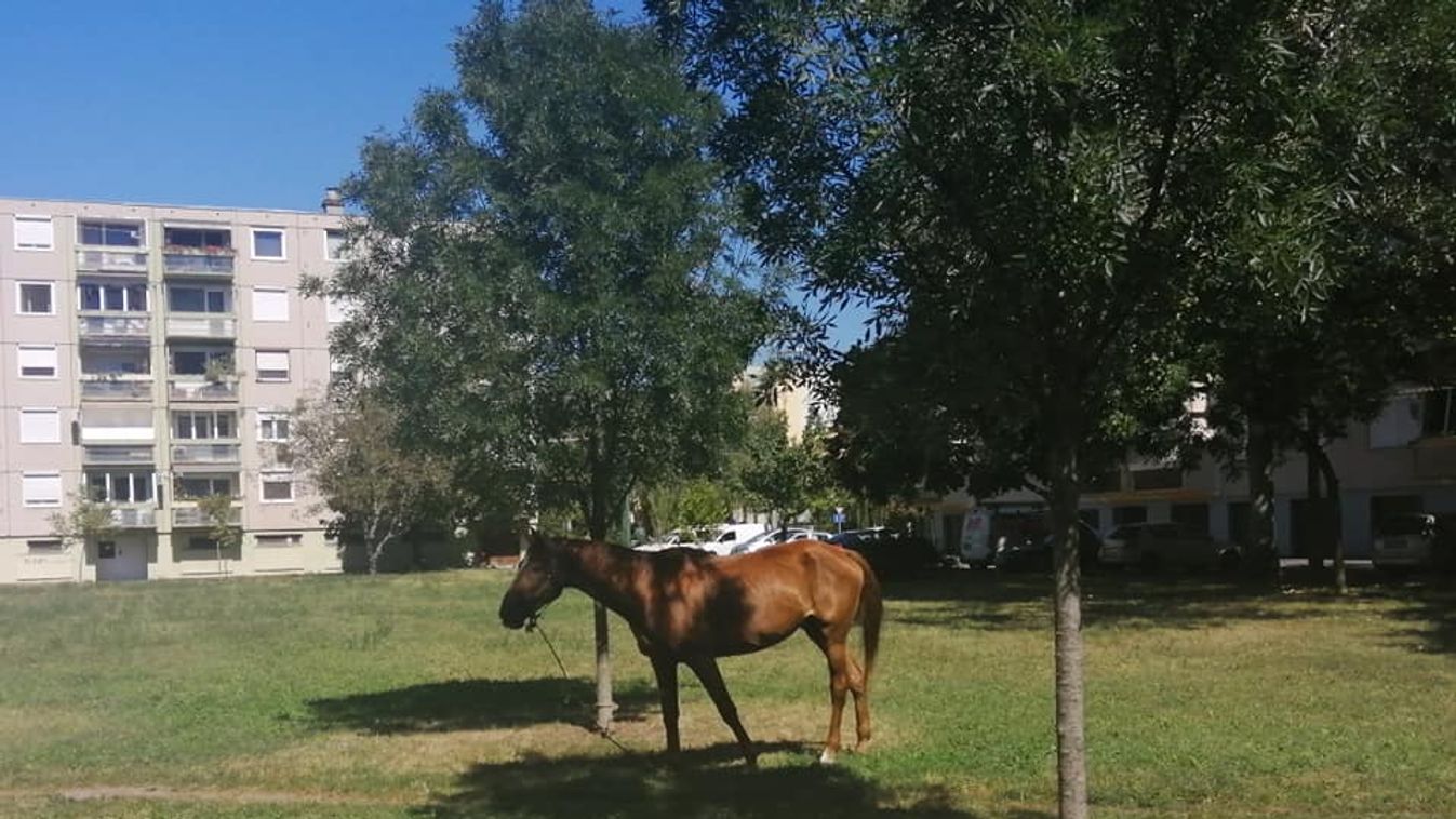 Kikötöttek egy lovat a Gyöngyvirág utcában