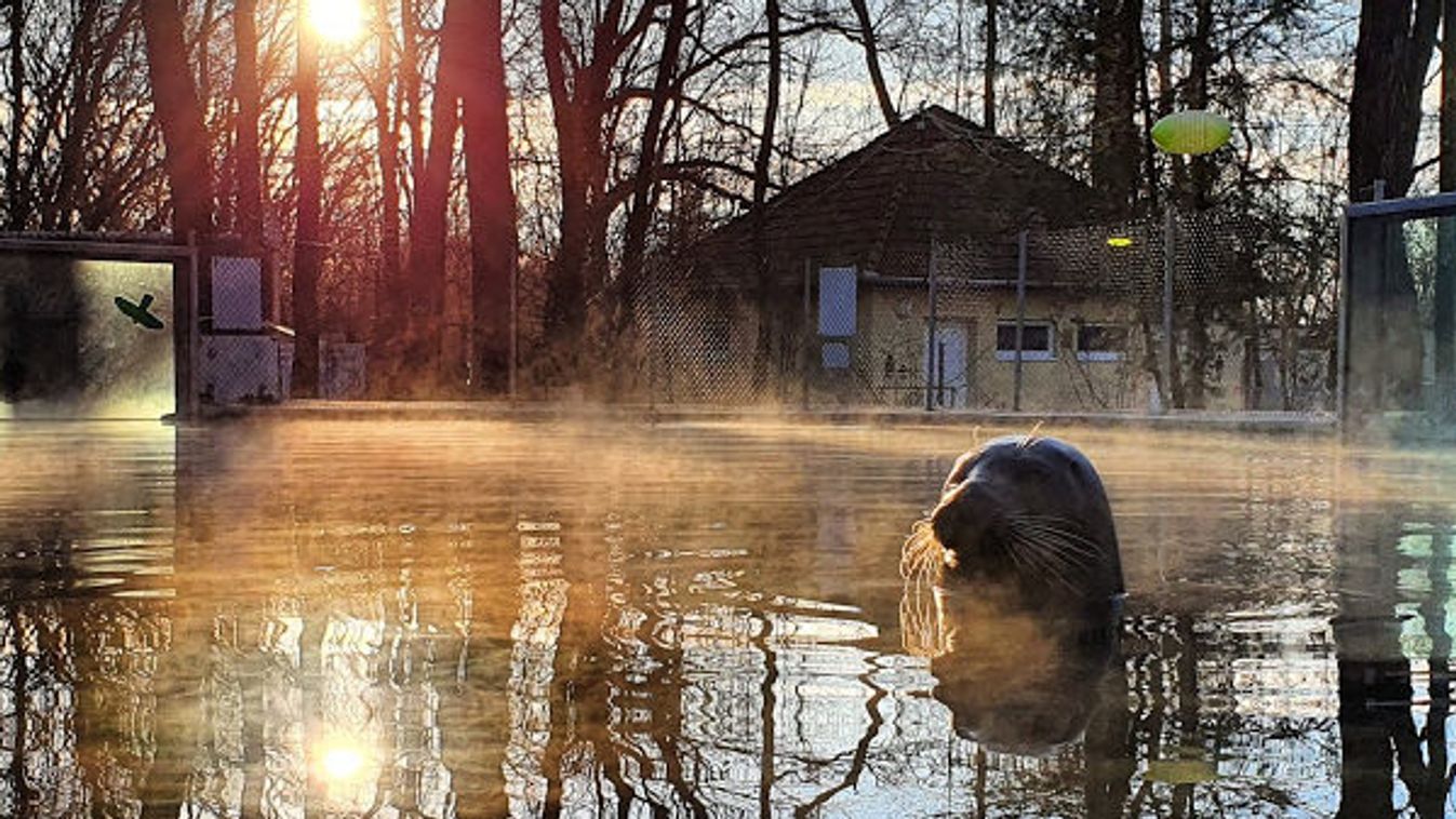 Kézműveskedéssel és látványetetésekkel készül a Szegedi Vadaspark az állatok karácsonyára