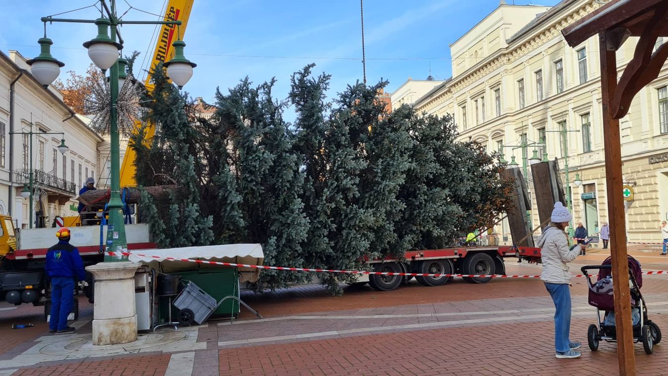 Megérkezett Szeged karácsonyfája a Klauzál térre