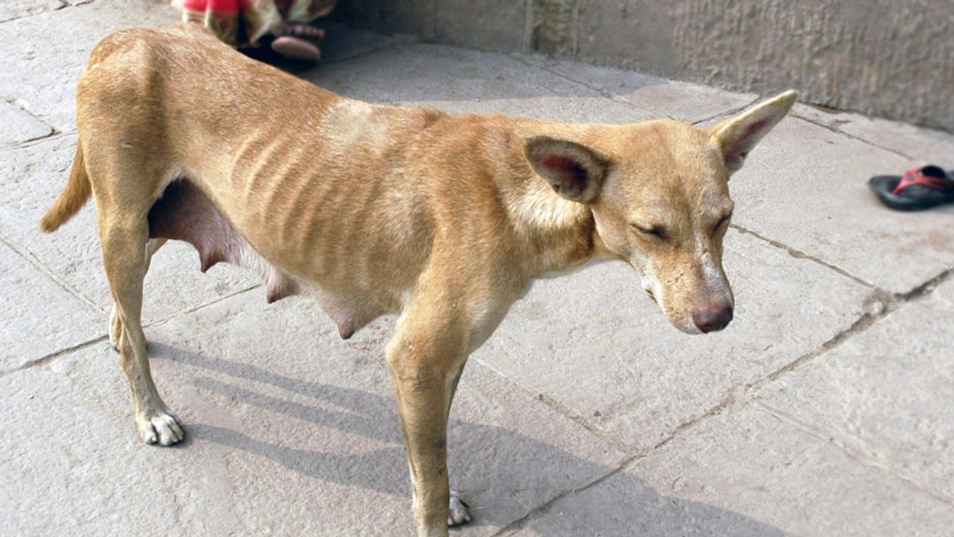 Szándékosan éheztette kutyáit: enni és inni sem adott nekik a szívtelen férfi