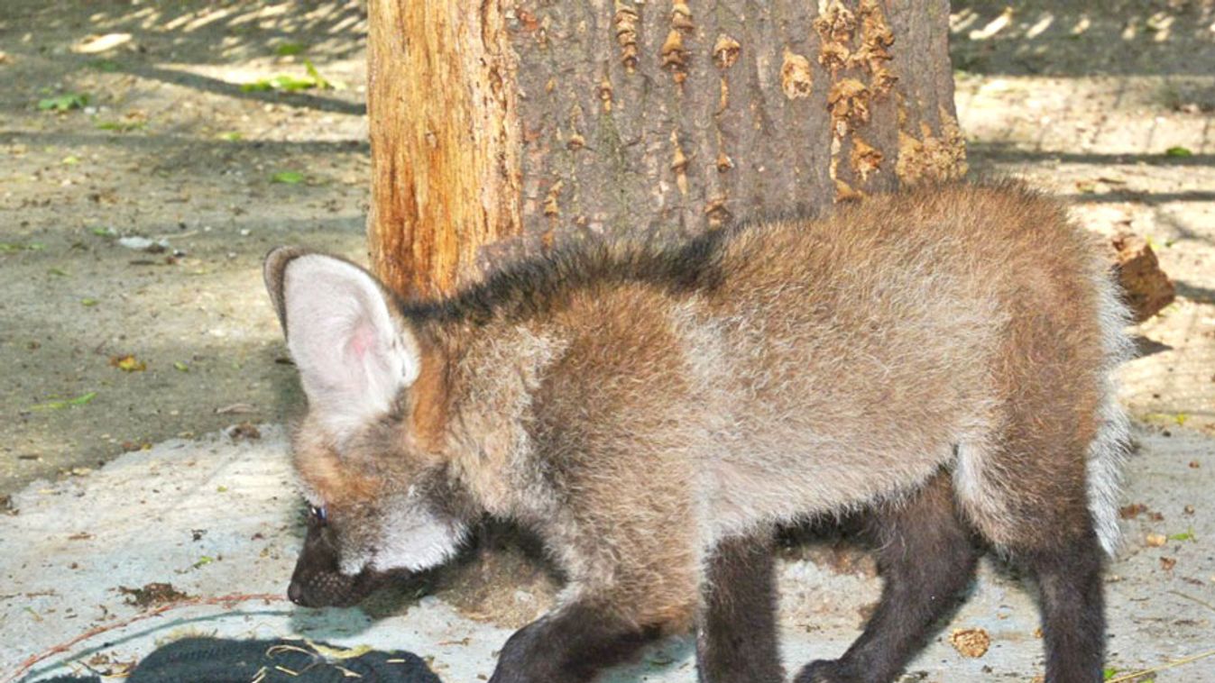 Sörényes farkasok születtek a Szegedi Vadasparkban