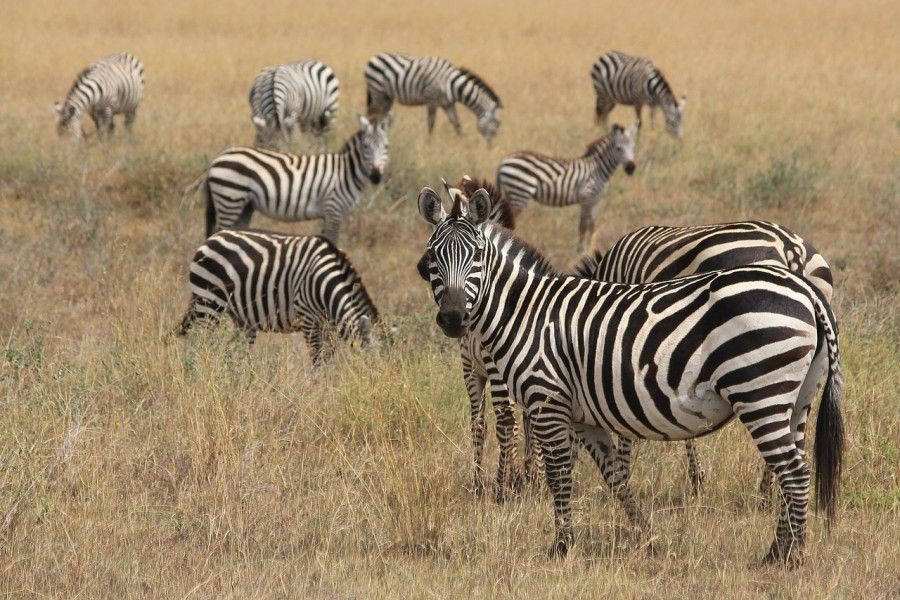 zebra_afrika_termeszet