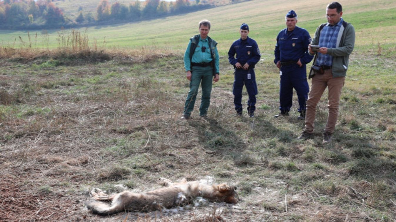 Farkast lőttek a Bükkben