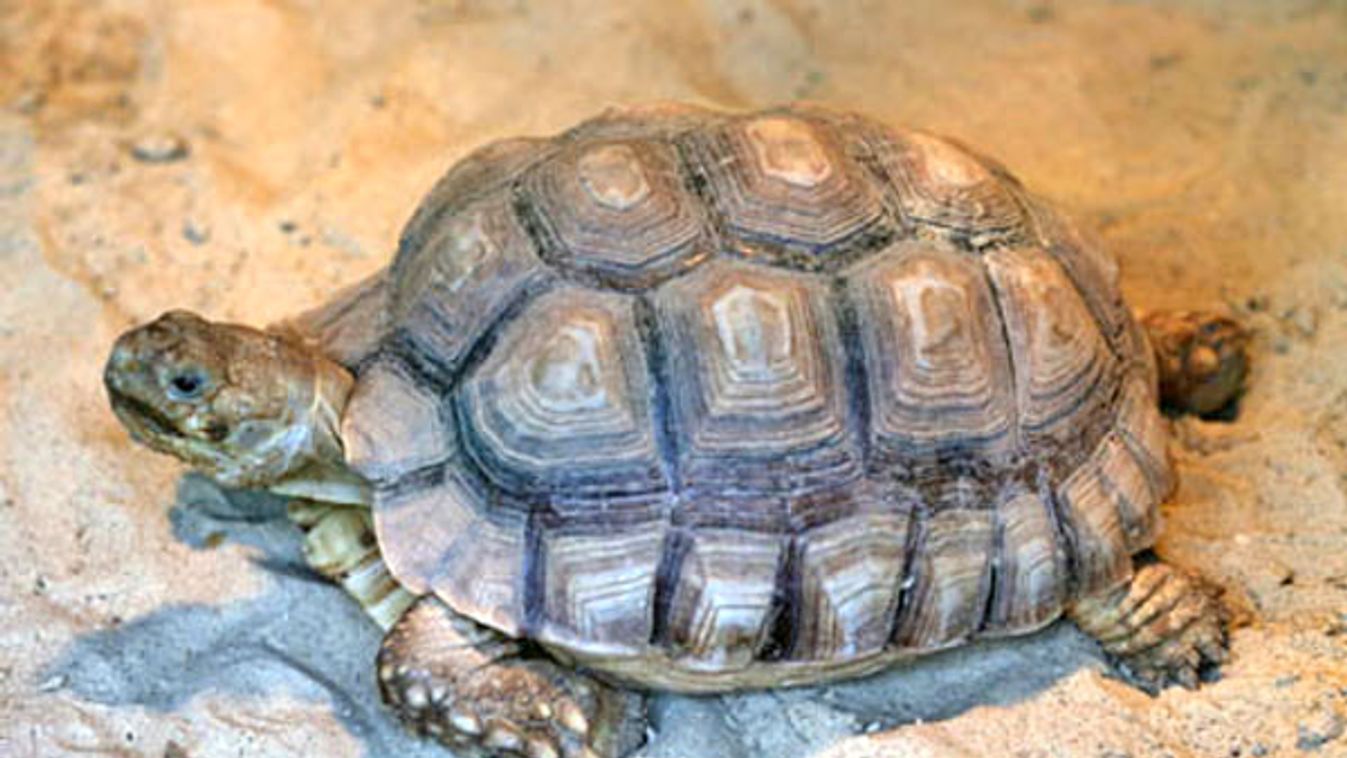 Kockakővel ütötték agyon a fővárosi állatkert görög teknősét