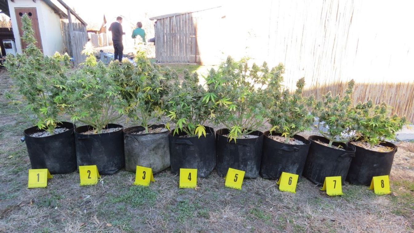 Kábítószer-termesztőt kaptak el a rendőrök Kisteleken
