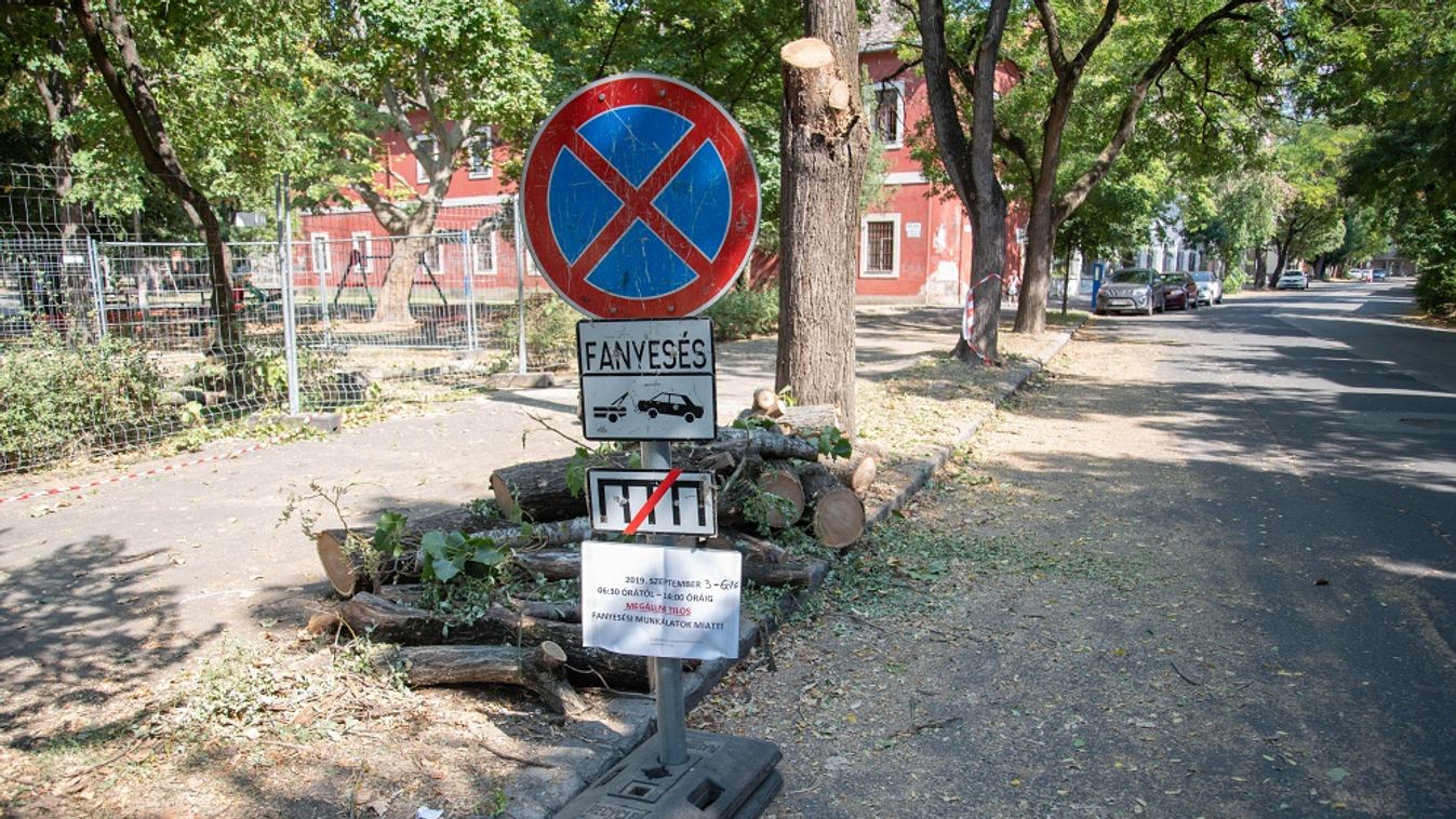 A Szent György tér fái a zöldülő város újabb áldozatai