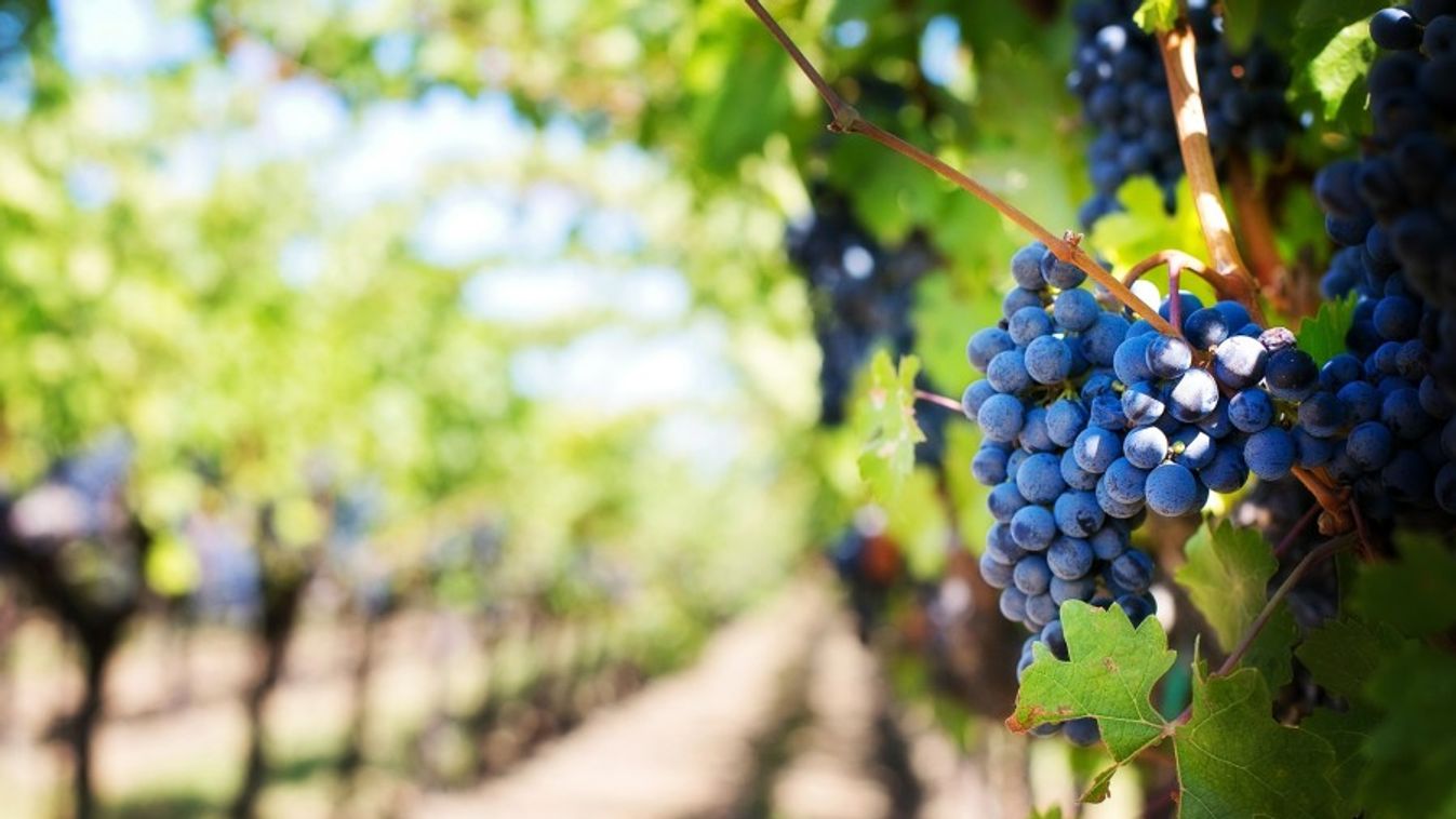 4,2 millió mázsa szőlő termett idén