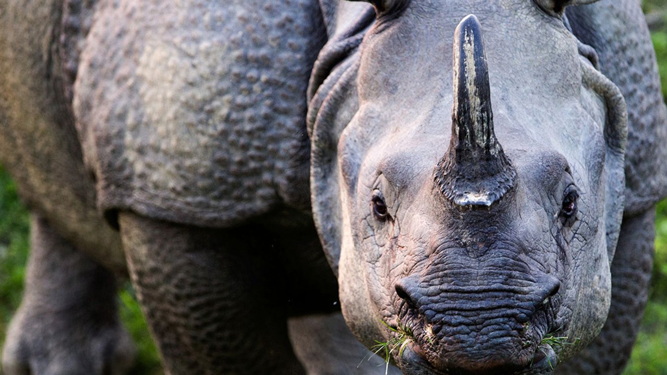Már készül a rinocéroszok lakóhelye a szegedi vadasparkban