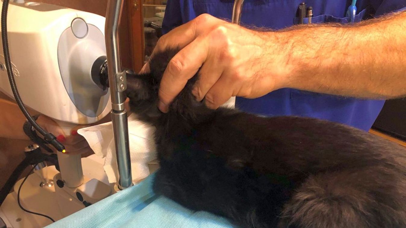 Két cica szemműtétjére gyűjtenek Hódmezővásárhelyen