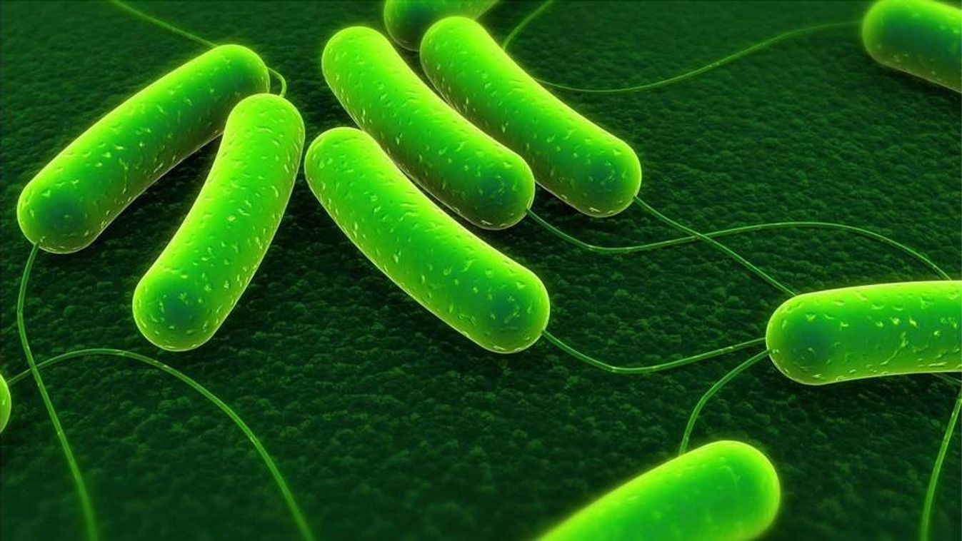 Világszerte hasznosíthatják az SZTE szabadalommal védett baktériumtörzsét
