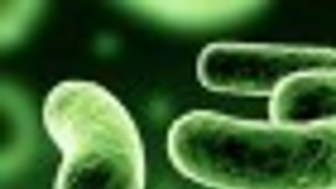 SOTE: járványtól nem kell tartani, de nem árt az óvatosság a német baktériumfertőzések kapcsán