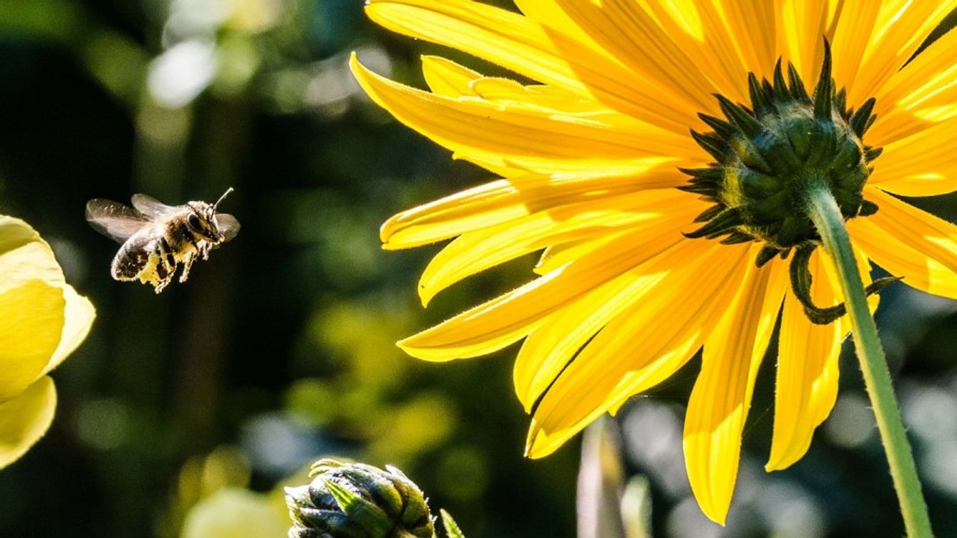 Nagy István: méhcsaládonként ezer forintnyi támogatást kaphatnak a méhészek