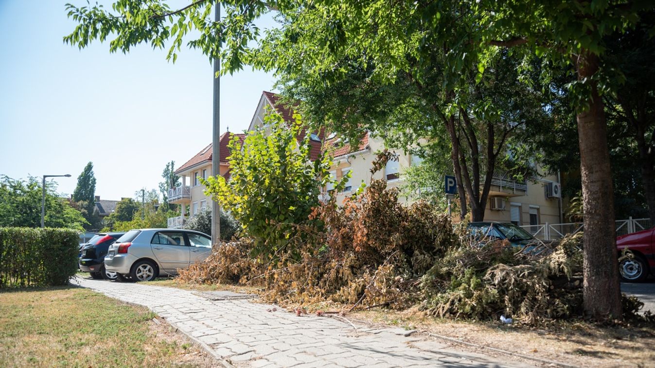 Két hete nyesték a fákat a Sík Sándor utcában, azóta is ott hever a zöldhulladék