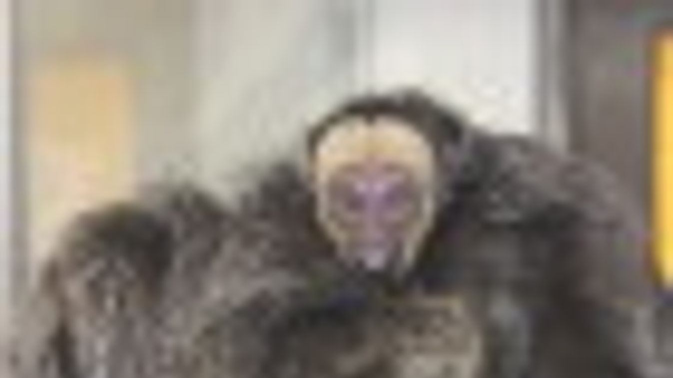 Kis sátán(majom) született a Szegedi Vadasparkban