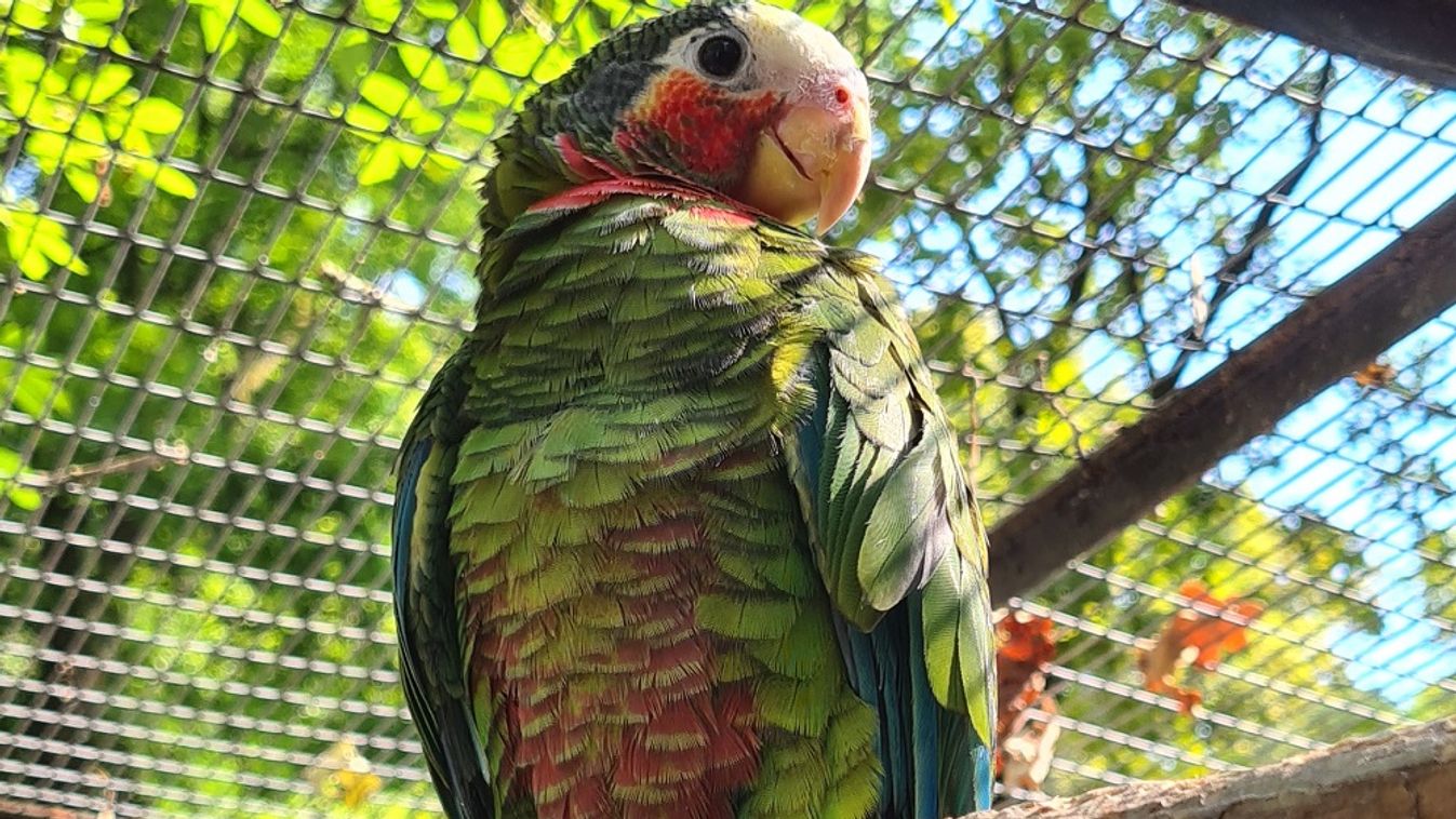 Kubai amazon papagájok keltek ki a Szegedi Vadasparkban