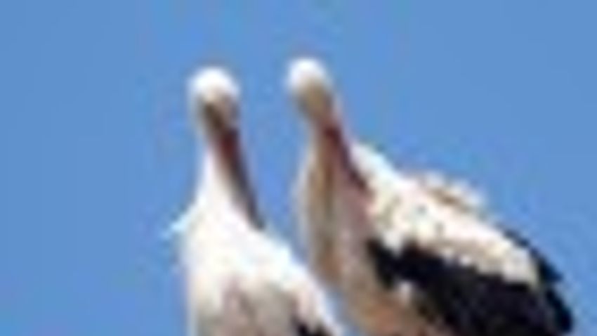 Dél-Afrikáig jutott vándorútján egy jeladós fehér gólya