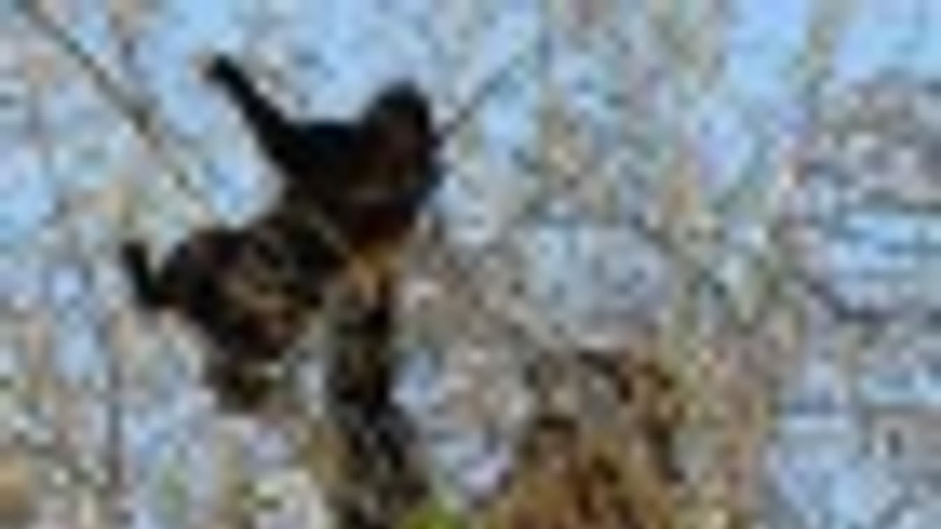 Megmentették a fán ragadt szegedi macskát (FRISSÍTVE) + FOTÓK, VIDEÓ
