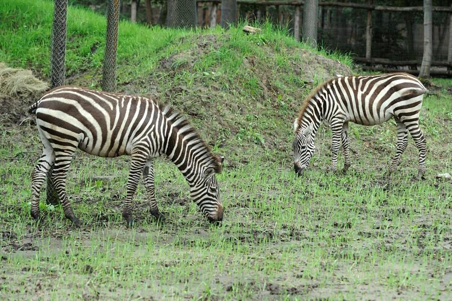 Böhm-zebrák érkeztek a Szegedi Vadasparkba