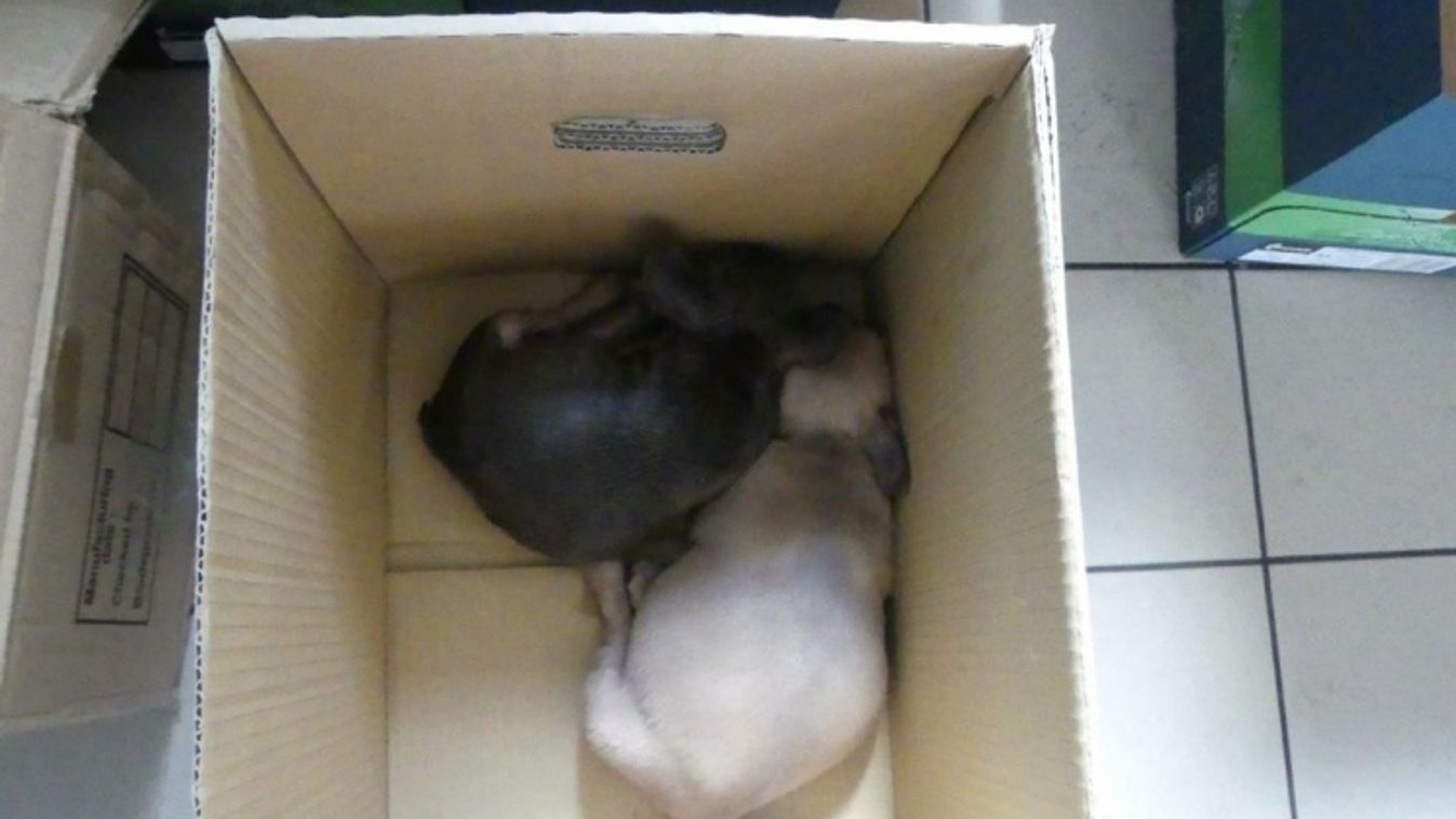 Megkínzott kiskutyákat fogadott be a Szegedi Vadaspark