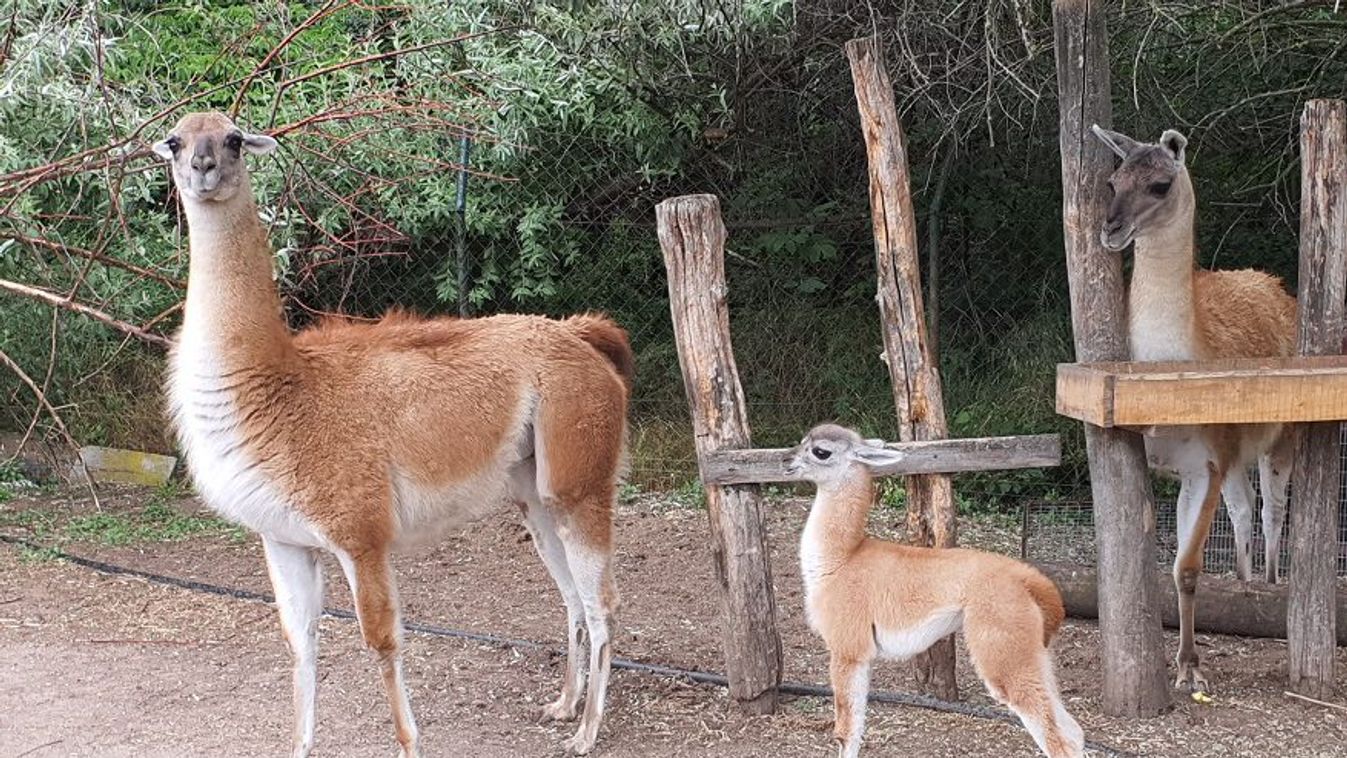 Ilyen aranyos guanakót régen láttunk Szegeden