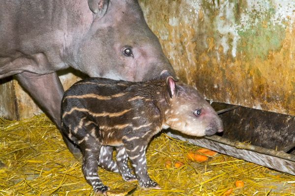 Newborn lowland tapir (Tapirus terrestris)