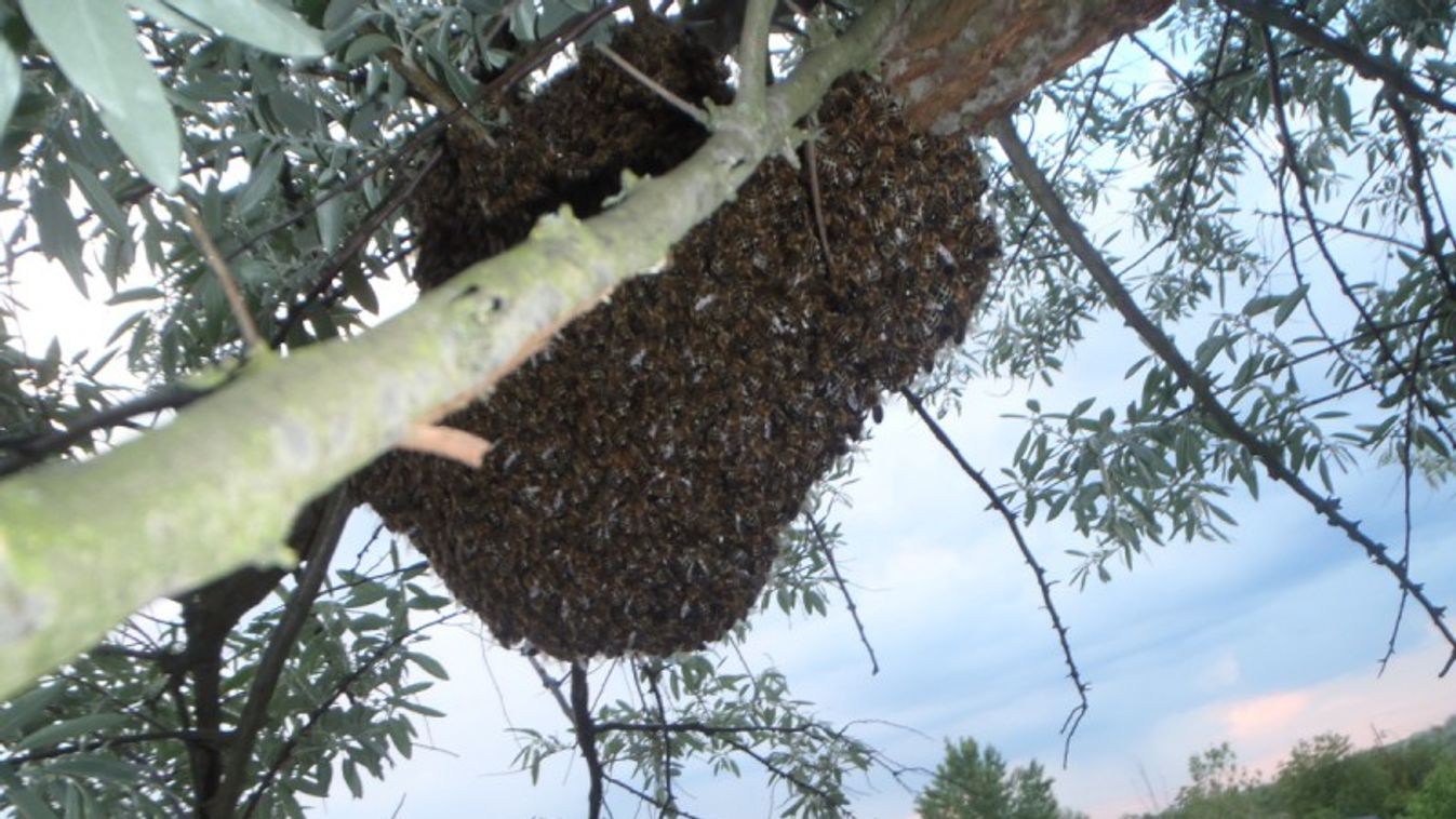 Méhek veszélyeztették a járókelőket Szegeden