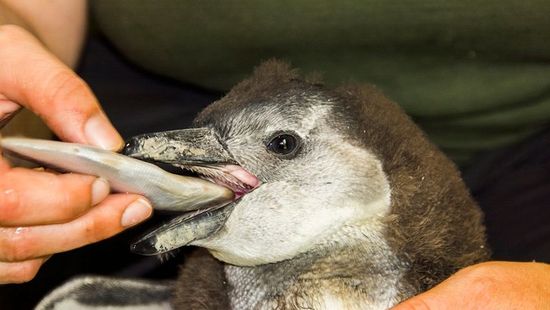 Torpedó lett a neve a Szegedi Vadaspark pápaszemes pingvinének