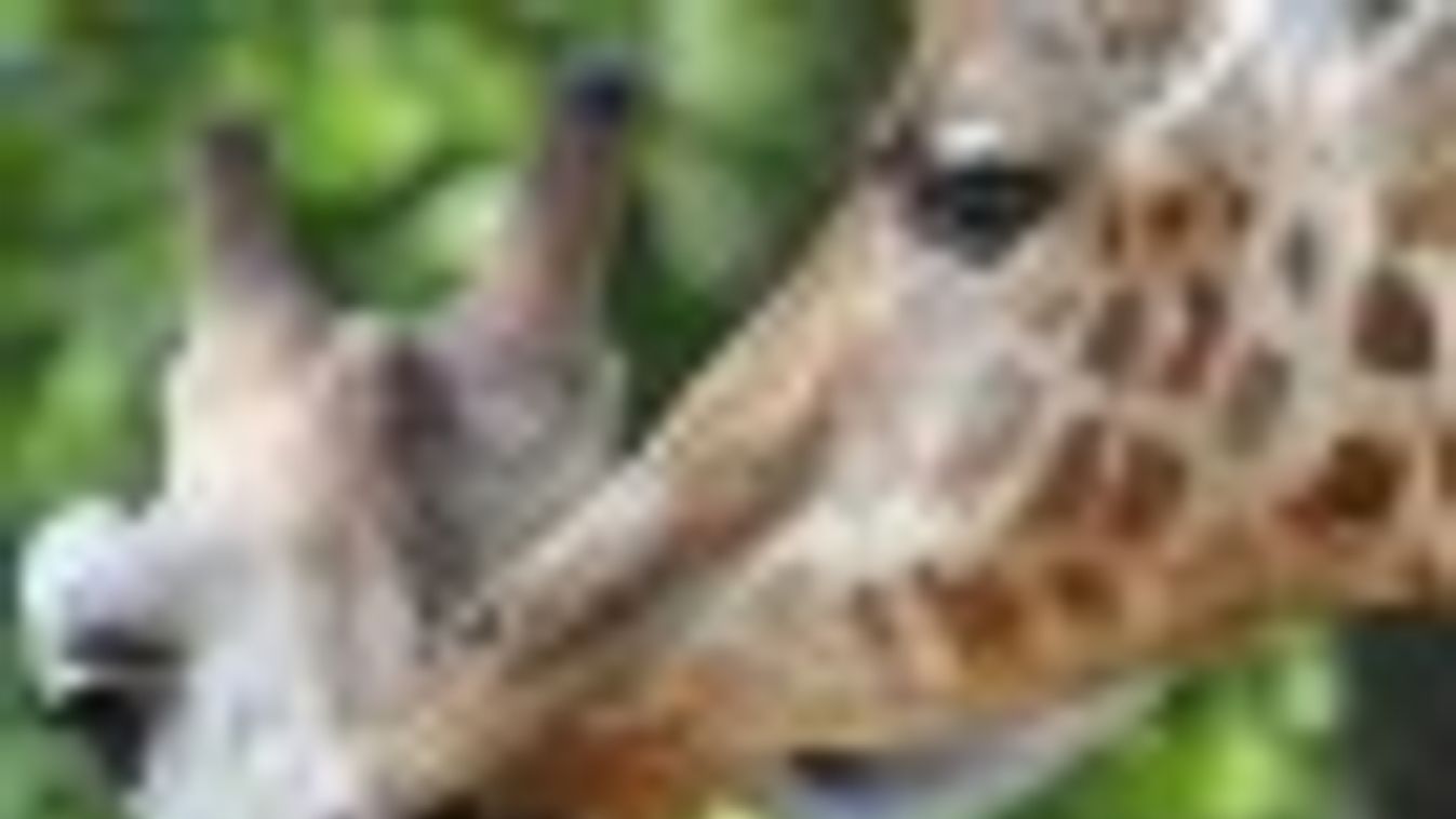 Zsiráfetetés és versenyek a vadaspark Bérletesek Napján