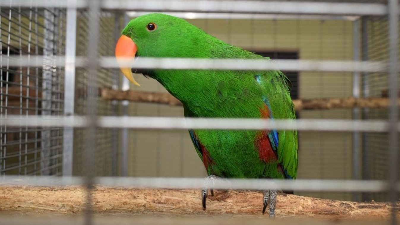 Szenvedélyes madárgyűjtő leleplezésében segített a Szegedi Vadaspark