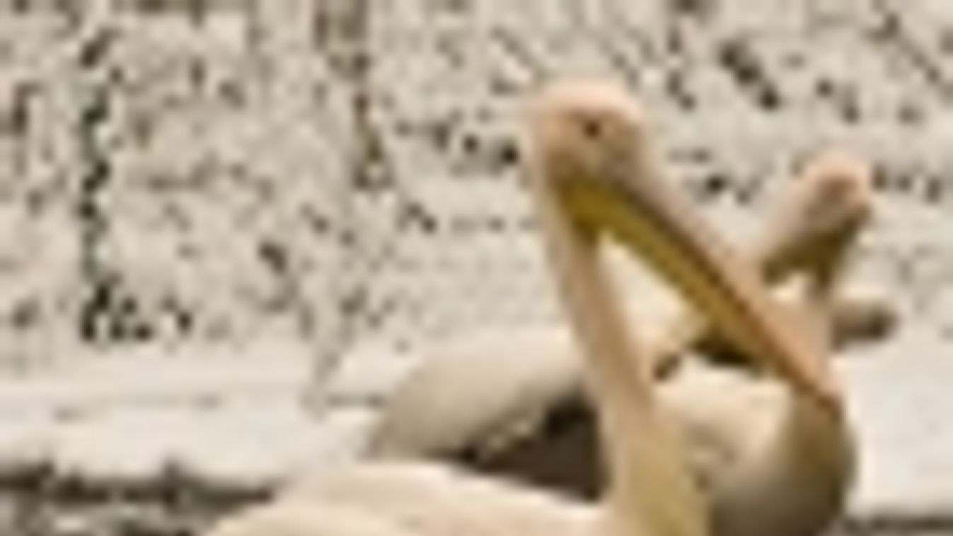 Vadak a hóban avagy miért nem fázik a pelikán lába? + KÉPEK