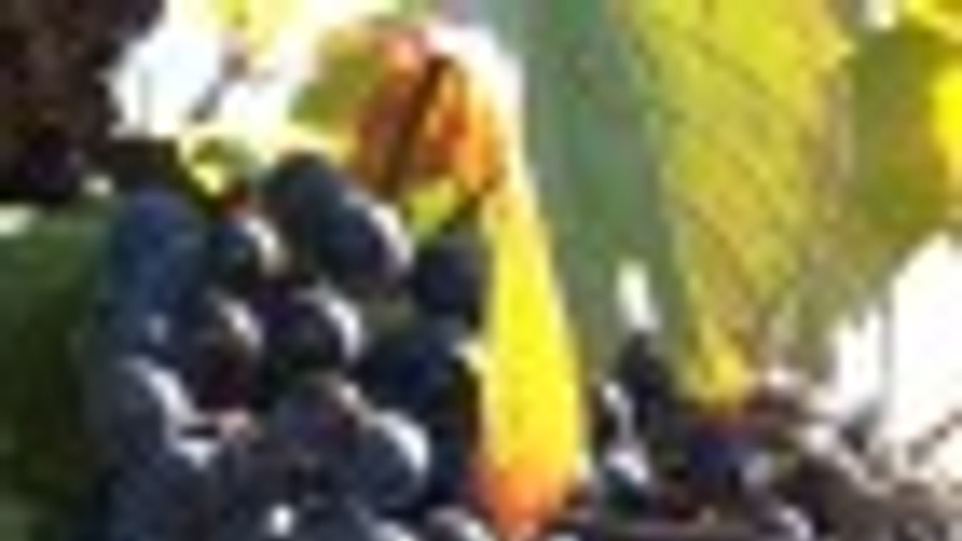 Tavaly 386 ezer tonna szőlő termett