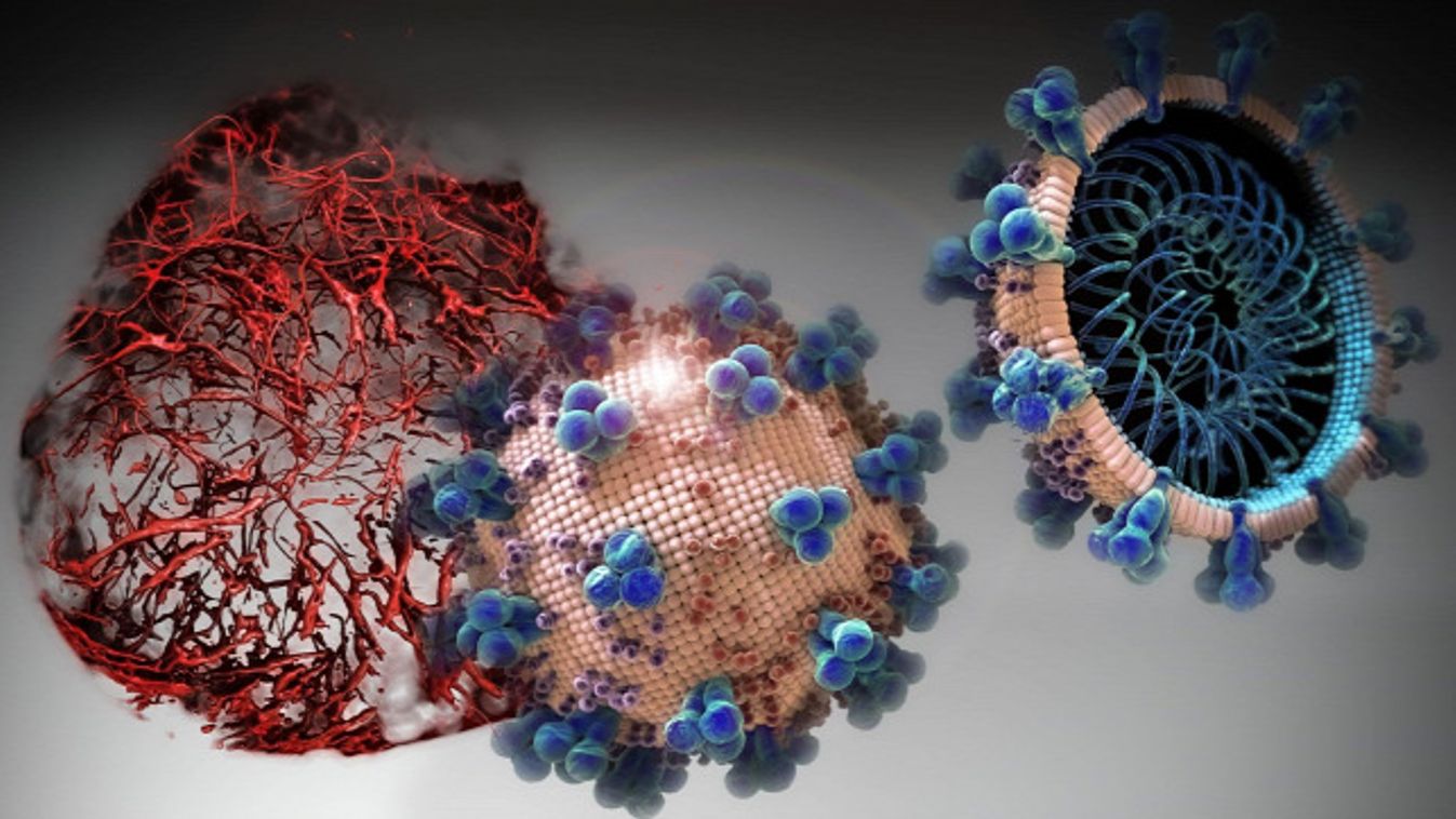 Kiderült, hogyan veszi át a sejt fölötti irányítást a koronavírus