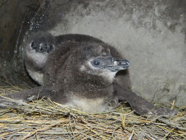 pingvinfioka