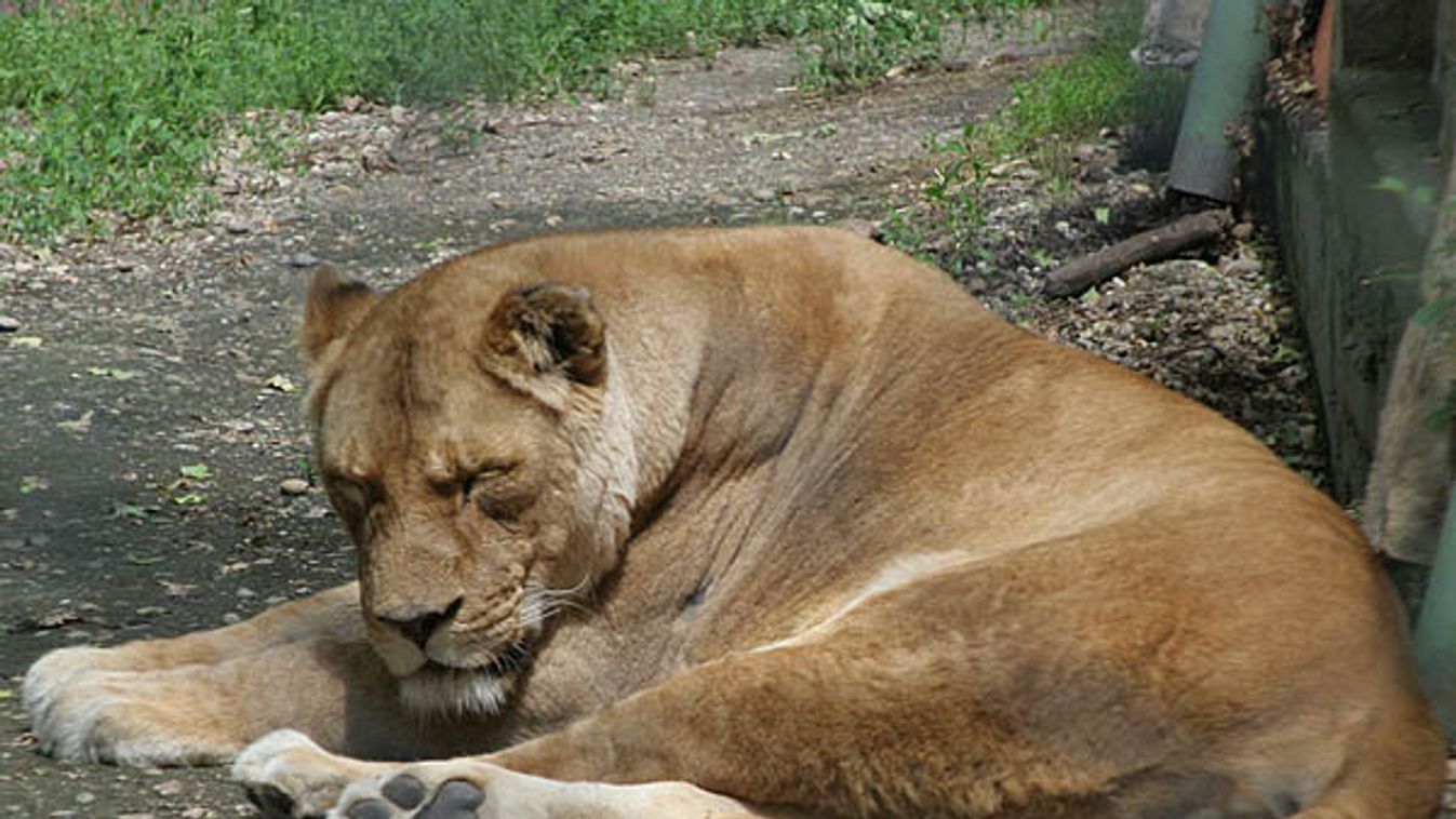 Koronavírusos lett több tigris és oroszlán New York egyik állatkertjében