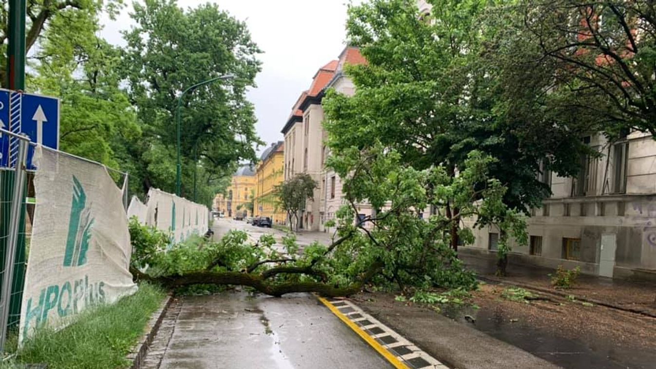 Kidőlt egy fa a Stefániánál