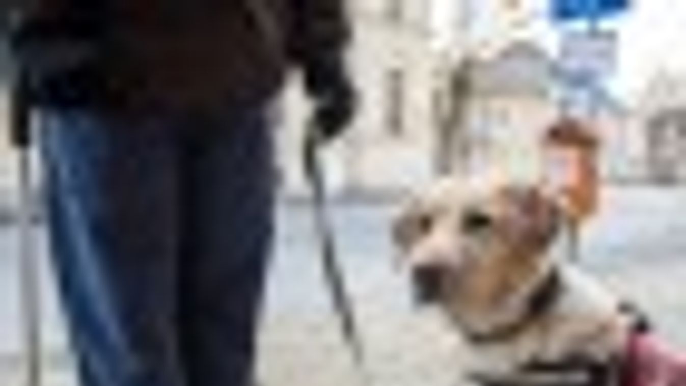 Tüttő kutyának is csípte a lábát a járdára szórt só