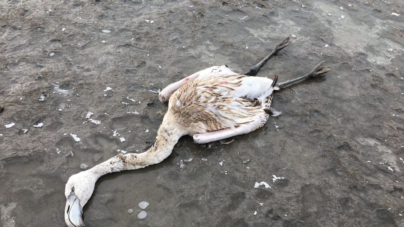 Elpusztult a szegedi Fehér-tónál talált flamingó