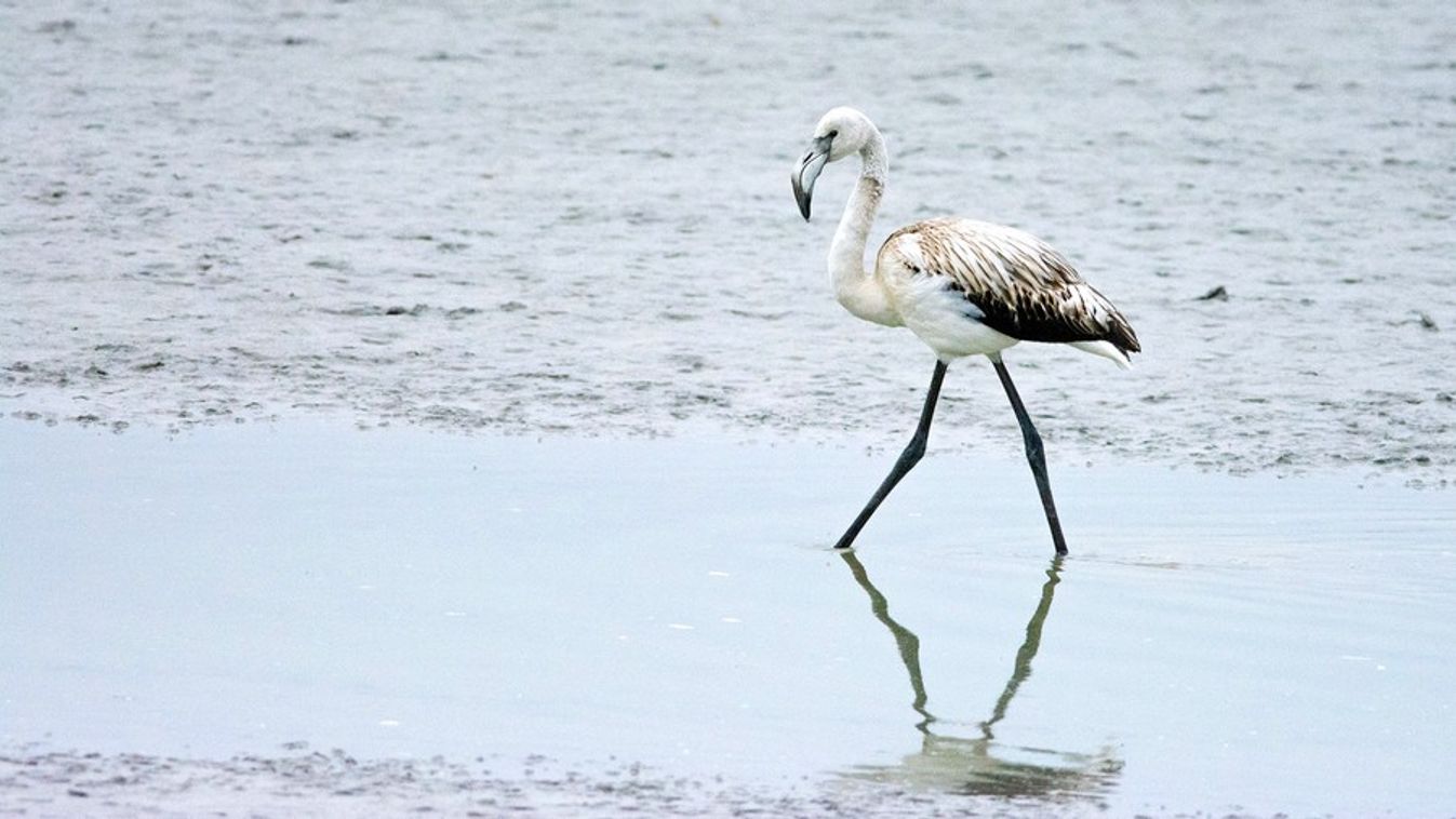 Csoda a Fehér-tónál: ismét új madárfaj jelent meg