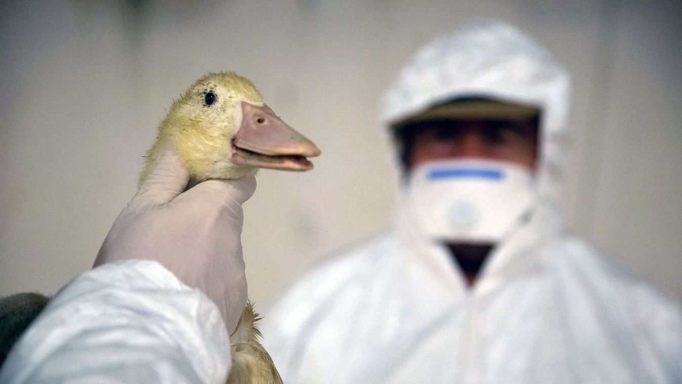 Ismét megjelent a madárinfluenza, Csongrád-Csanád megye is érintett