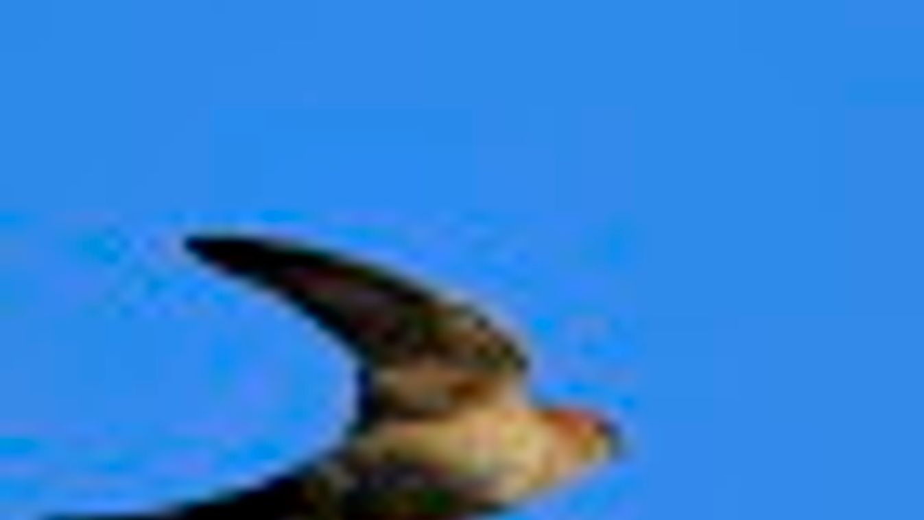 Új fecskefaj - vörhenyes fecske fészkelt Magyarországon