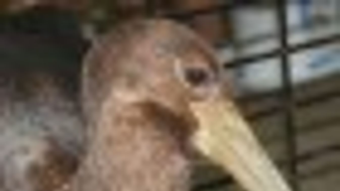 A fekete gólyák viselkedését is figyelték a gemenci webkamerán