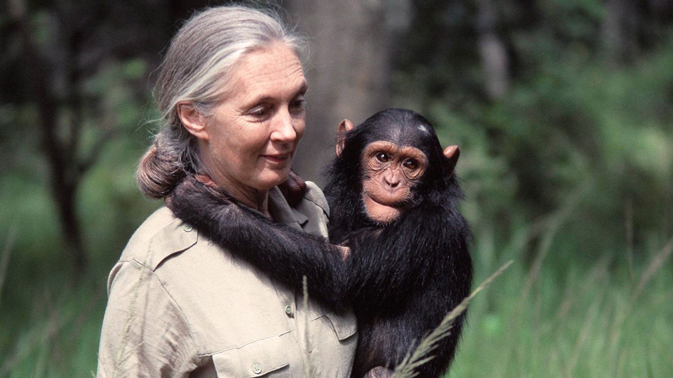 Miért titkolta el a szegedi városvezetés, hogy nem jön Jane Goodall?