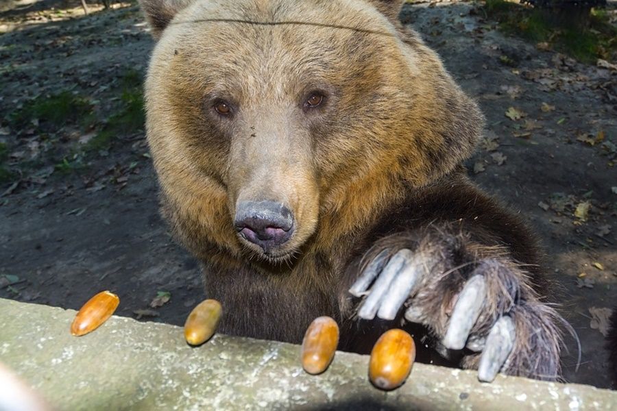 Brown bear (Ursus arctos) is eating oak acorn