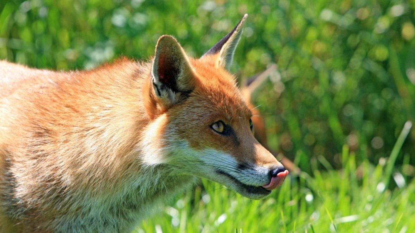 Nébih: szombaton kezdődik a rókák őszi vakcinázása