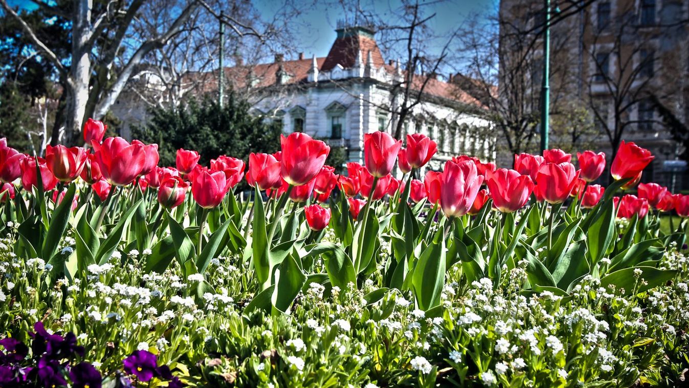 Színpompás virágokkal üzeni a természet: a tavasz végre megérkezett Szegedre – képgaléria