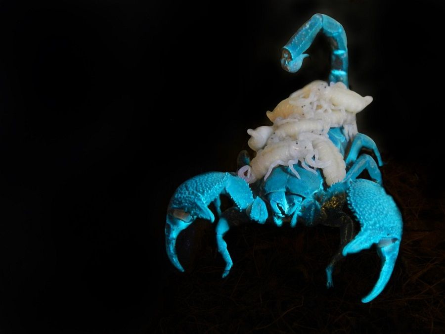 Emperor scorpion - Pandinus imperator - mother and her babies under UV-lights