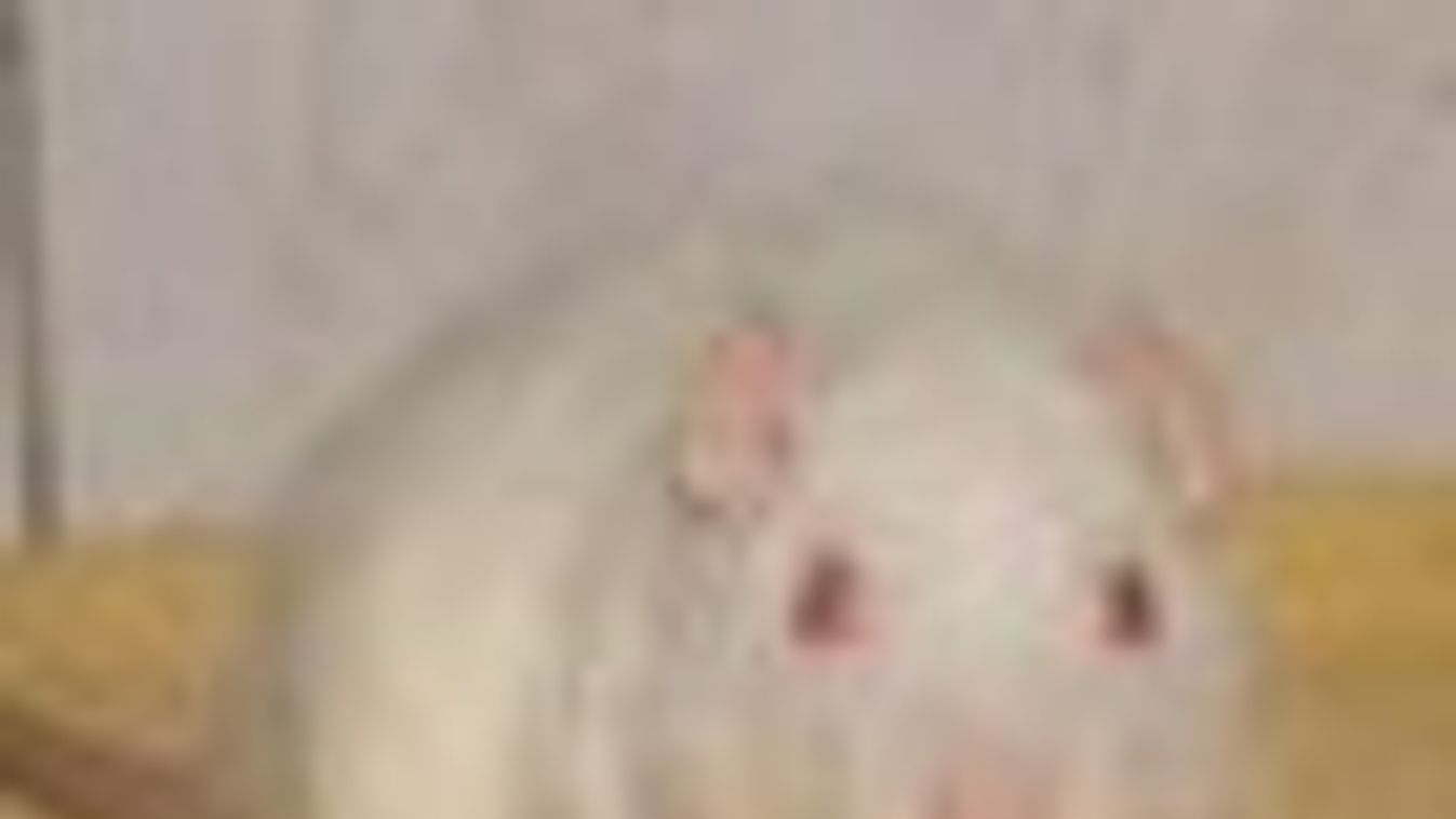 Fehér patkány harapott meg egy óvodást Szegeden
