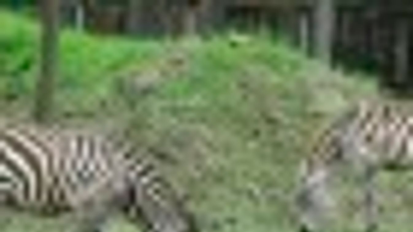 Böhm-zebrák érkeztek a Szegedi Vadasparkba