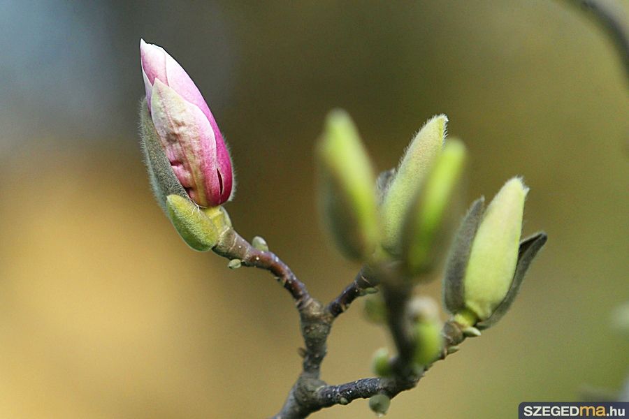 magnolia01_gs