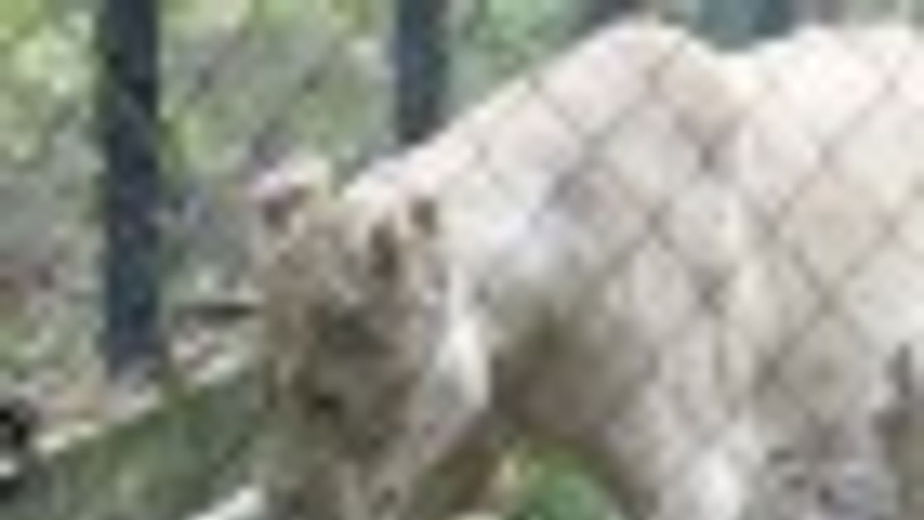 Góléhes sztárcsatár a szegedi oroszlánbarlangból + FOTÓK, VIDEÓ